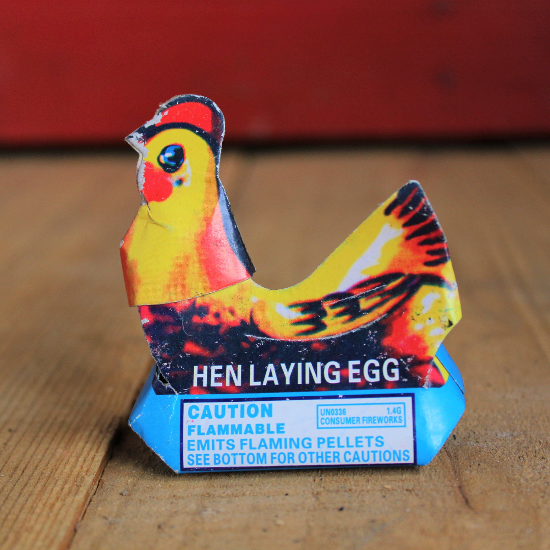 Hen Laying Eggs